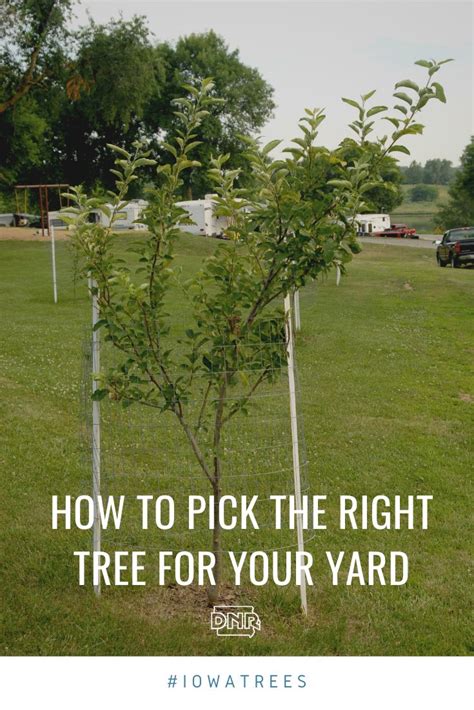 5 Tips For Picking The Right Tree For Your Yard Trees To Plant Yard