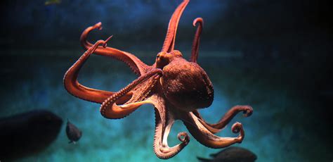 Octopus And Squid