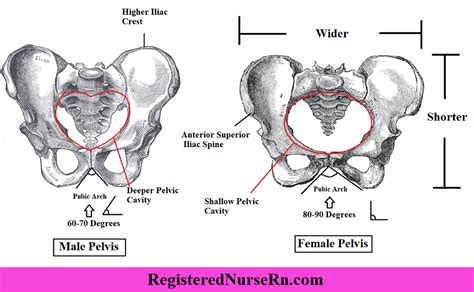 Male Vs Female Pelvis Differences Anatomy Of Skeleton Pelvis Anatomy