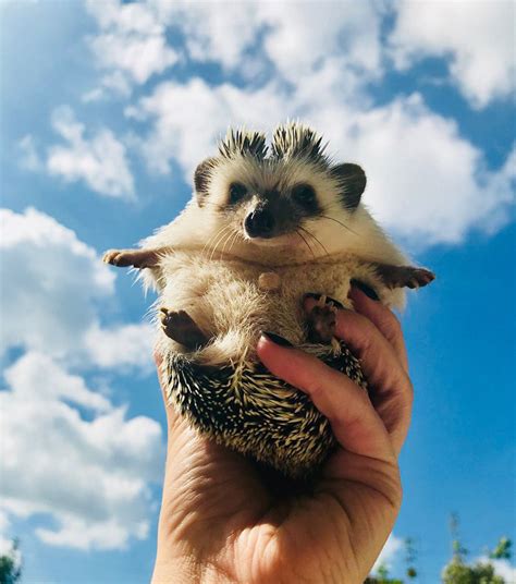 Porco espinho hábitos reprodução e curiosidades QC Animais