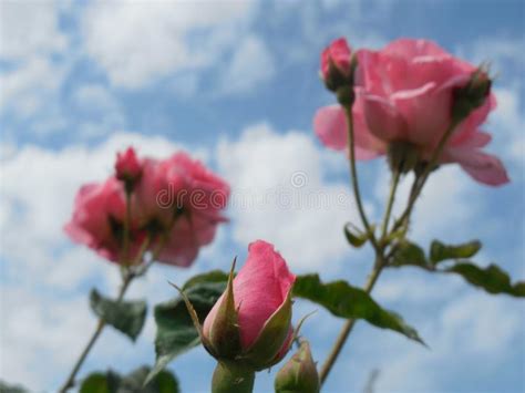 Pink Rosebud Stock Image Image Of Gardner Plant Garden 95267045