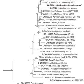 Majority Rule Consensus Tree Of The Bayesian Phylogenetic Analysis Of