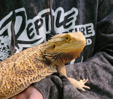 Adopted Pogona Vitticeps Bearded Dragon Black Beard Ak