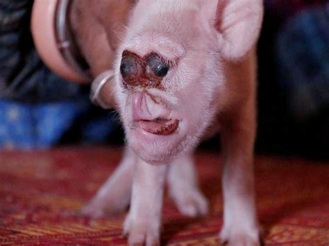 This Mutant Pig Will Make You Question Everything Indy