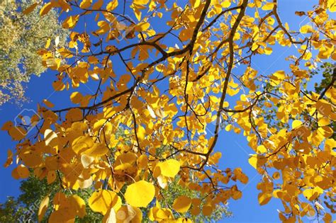 Fall Foliage With Yellow Aspen Leaves Close Up Stock Photo Aspen