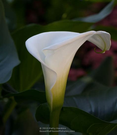 White Calla Lilies Beautiful Flower Pictures Blog
