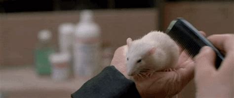 Mouse Rats  Find And Share On Giphy