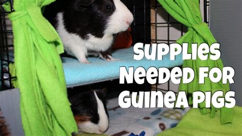 Supplies You Need To Own Guinea Pigs Youtube