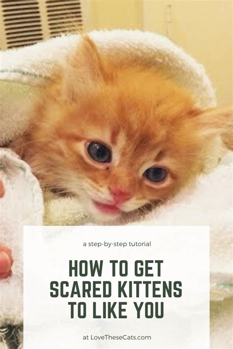 How To Get Scared Kittens To Like You Feral Kittens Kitten Love Kittens