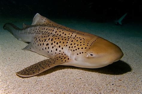 Zebra Shark The Biggest Animals Kingdom