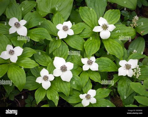 Ground Dogwood Also Called Bunchberry Cornus Canadensis Growing In