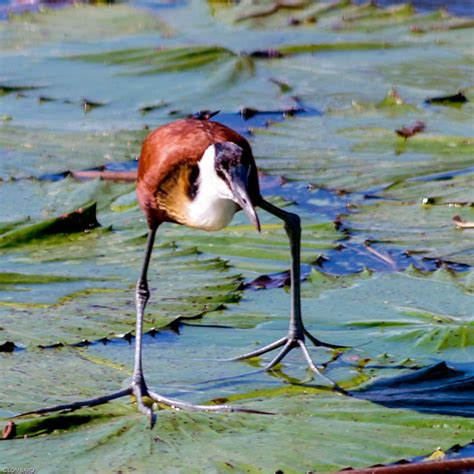 Awkwardly Walking Birds