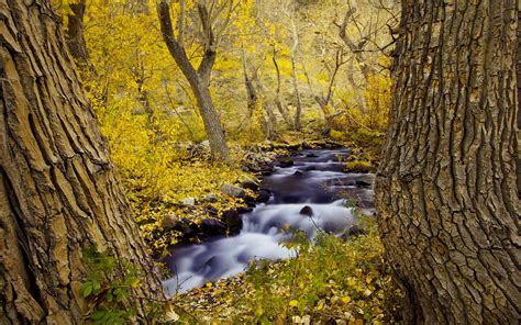 Landscapes Rivers Streams Trees Forests Autumn Fall Seasons