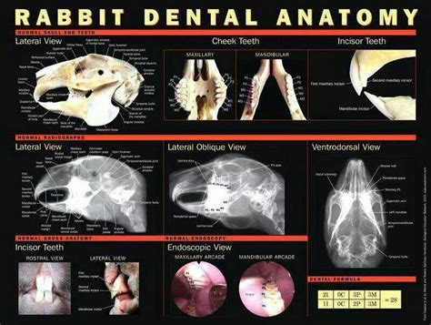 Rabbit Dental Anatomy Normal Teeth Of Rabbits Rabbit Life House