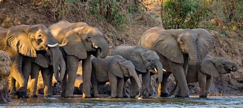 Best Places To See Elephants In Africa Elephant Safaris 2020 Group