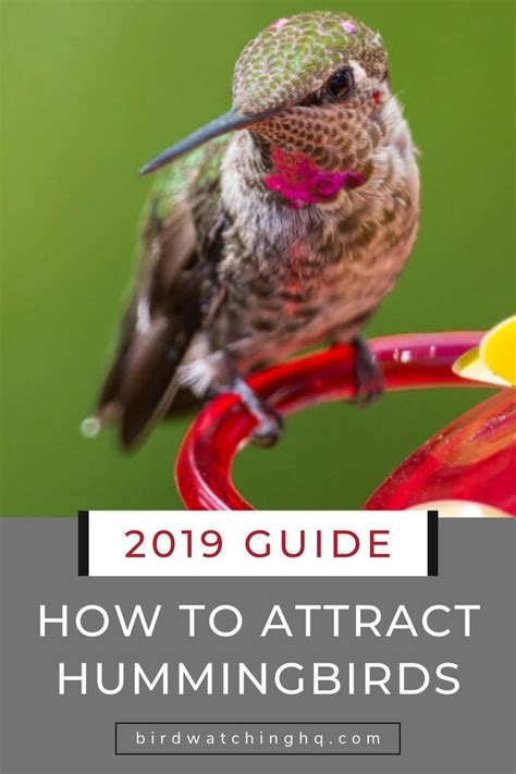 How To Attract Hummingbirds 38 Simple Tips 2021 Guide Bird Watching Hq How To Attract