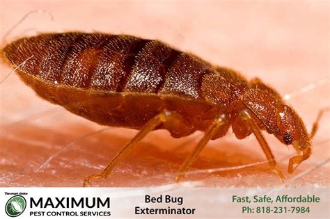 Bed Bug Exterminator Los Angeles Bed Bug Removal