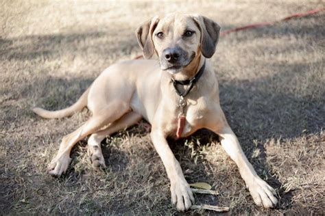 Austin wildlife rescue rehabilitates and releases orphaned, sick, and injured wild animals and educates the public to coexist with wildlife. How to Be a Better Dog Owner, Find Your Perfect Pup, and ...