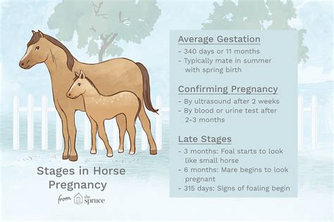 Horse Pregnancy Signs Stages And How To Care For A Pregnant Mare