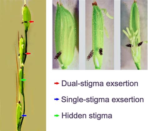 Frontiers Potential Roles Of Stigma Exsertion On Spikelet Fertility