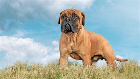 How Much Does It Cost To Own A Bullmastiff Petsradar