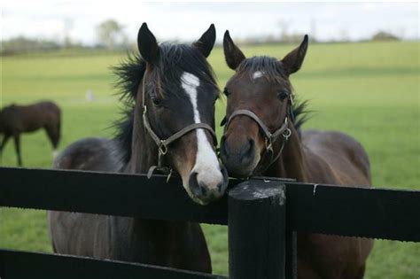 Kentucky Horse Farm Lexington Ky Fayette County Horse