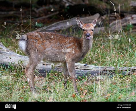 Juvenile Sika Deer Hiding In Its Natural Habitat Stock Photo Alamy