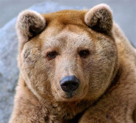 Royalty Free Bear Head Pictures Images And Stock Photos Istock