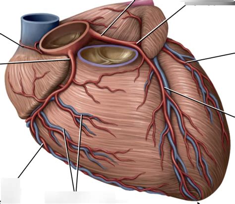 Anterior Heart Cardiac Vasculature Diagram Quizlet