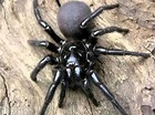 La araña de embudo de Sidney es una de las arañas más peligrosas del ...