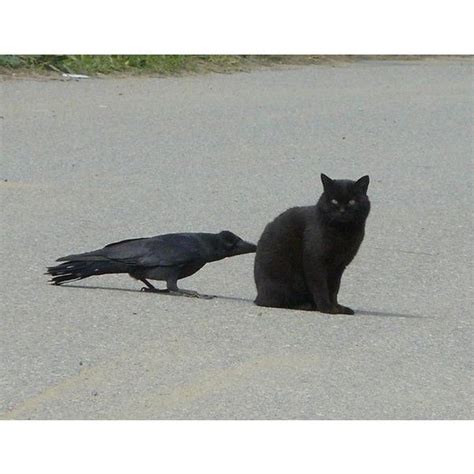 Pin By Ganna Pavlova On Птицы Crow Cats Animals