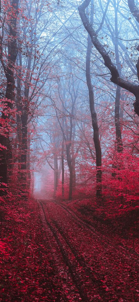 Maple Trees Wallpaper 4k Maple Leaves Foliage Path Forest Foggy