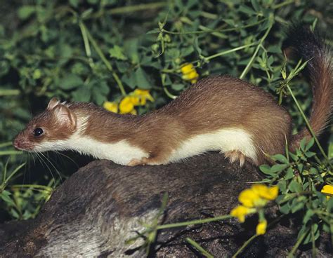 Weasel Control Missouri Department Of Conservation