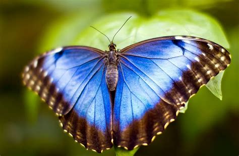 The Worlds Most Beautiful And Eye Catching Butterflies