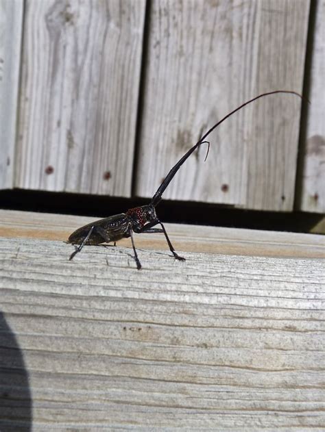 Large Black Bug Long Antennae Creepy Bugs Large Insects Insects