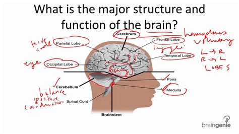 8 1 1 Brain Structure And Function Youtube