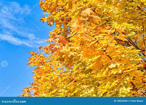 Golden Red Yellow And Green Maple Leaves On A Tree Stock Photo