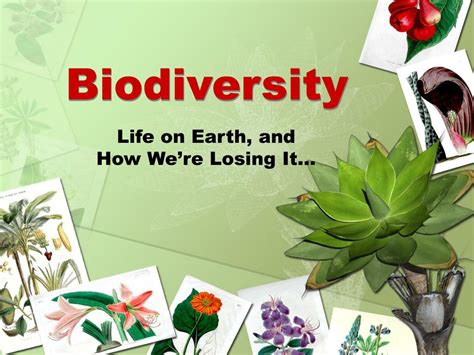 Ppt Biodiversity Powerpoint Presentation Free Download Id4594624