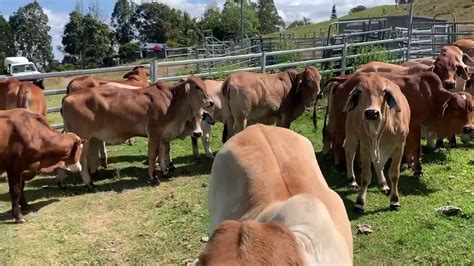 30 Red Brahman Heifers 18 20 Months Old Unjoined Youtube