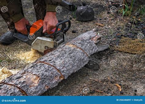A Woodcutter Saws A Dry Tree For Firewood With A Chainsaw Man Is