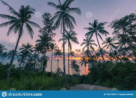 Brilliant Ocean Beach Colorful Sunrise With Palm Trees Coconut Palm