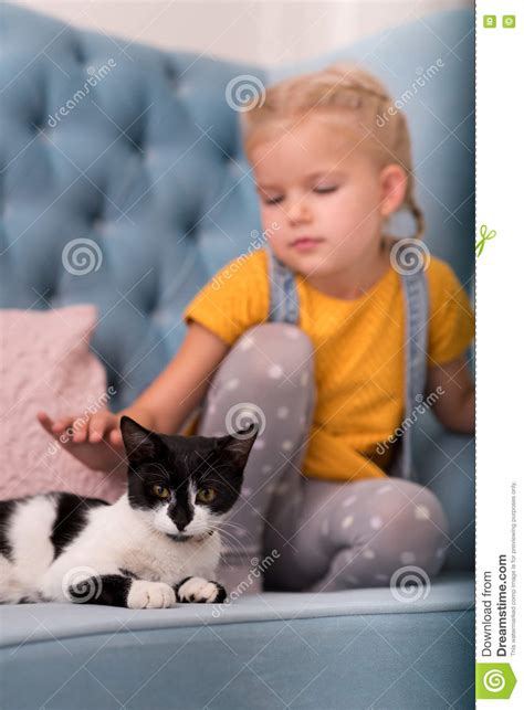 selective focus of a cute black and white cat stock image image of inside kitten 80091673
