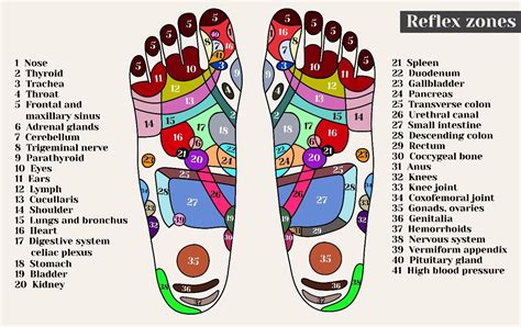 Foot Pressure Points For Reflexology Centre Of Excellence