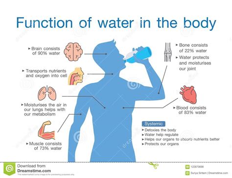 Browse through the article to know how. Importance of water in human body pdf