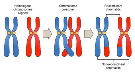 Does Crossing Over Occur Between All The 23 Pairs Of Chromosomes Quora