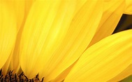 Yellow Picture - Wallpaper, High Definition, High Quality, Widescreen