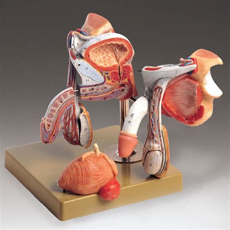 Male Genital Organs Anatomical Chart Company Ms