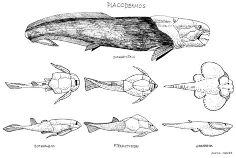 Placoderms Dinopedia Fandom Powered By Wikia
