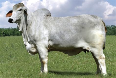 American Brahman Cattle Was The First Breed Of Beef Cattle Developed In