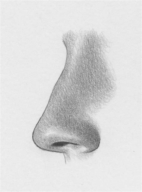 Note that in this example, the right side of the nose is longer than the left because of in this line drawing, you can see how the rounded shape mentioned in the previous step is suggested by the use of implied line. How to draw a nose from the side - 6 steps | RapidFireArt